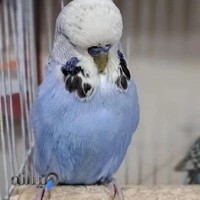 پرنده سرای ققنوس