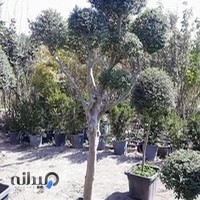 گل و گیاه و نهالستان امیر