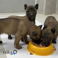 درمانگاه دامپزشکی دی - دکتر کاشانی