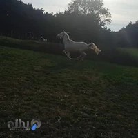 باشگاه سوارکاری پگاسوس