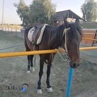 باشگاه سوارکاری رخش کویر