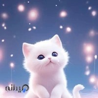 پت شاپ پرشین کت