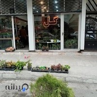 فروشگاه گل و کاکتوس لاوندر
