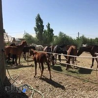 باشگاه سوارکاری امین