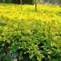 مرکز تولید گل و گیاه