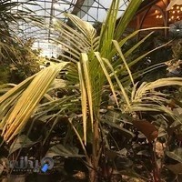 نمایشگاه وفروشگاه گل وگیاه ولیعصر
