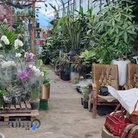 گل و گیاه جوانه
