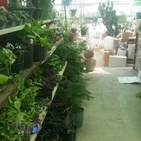 گل و گیاه بشکنی
