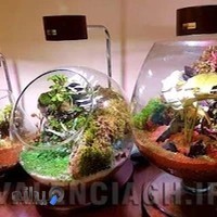 Valencia Terrarium