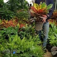 باغچه