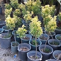 مجتمع گل و گیاه جهانگیری