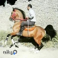 باشگاه سوارکاری و پرورش اسب کرار