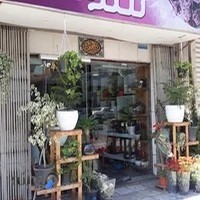 گلکده پالم