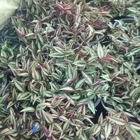 گل و گیاه باران طلایی