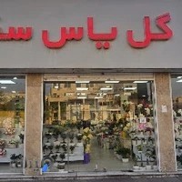 گل یاس سفید