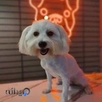 پانسیون حیوانات خانگی پت یار
