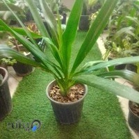 گلفروشی گل یاس