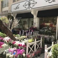 گل‌فروشی میخک نقره‌ای