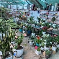باغ گل ايران رز