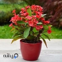 بازار گل شهریار