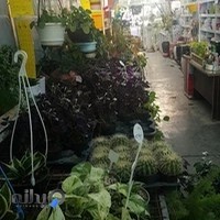 گلخانه دهکده کاکتوس غرب