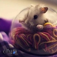 موسسه فرهنگی آموزشی صعود / گاج