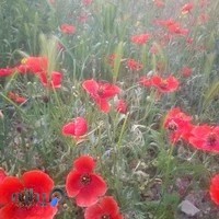 گل و گیاه سعید یعقوبی