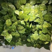مرکز پخش چمن مصنوعی چَمان(سرزمین سبز)