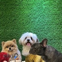 پانسیون حیوانات کلبه سبز