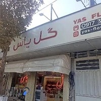 گل یاس شیراز