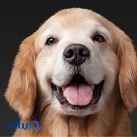 کلینیک دامپزشکی گلد