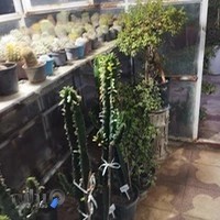خانه کاکتوس