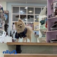 دامپزشکی و پت شاپ شبانه روزی پارسیان