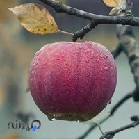 تالار اصانلو