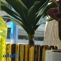 بيرون بر پامچال