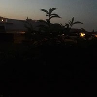 باشگاه ورزشی زیتون