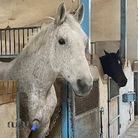 باشگاه سوارکاری و پرورش اسب الوند