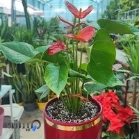 گلسرای نازگل