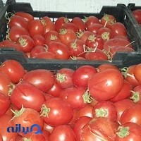 بازرگانی دریس(میوه وتره بار)