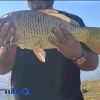 پرورش ماهی کپور فیش