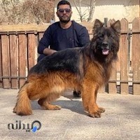 باشگاه پرورش سگ البرز