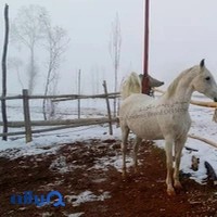مجموعه سوارکاری و پرورش اسب ماهان شیراز