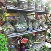 گل و کاکتوس هیوا
