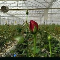 گلخانه رز ابان