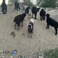باشگاه سوارکاری پاییزان