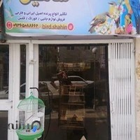 پرنده فروشی شاهین