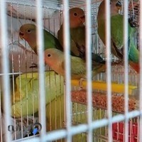 پرنده فروشی و پخش دان خلیج