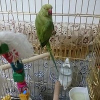 مارال پاروت
