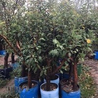 فروشگاه سبزوانه