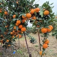 قایمشهر
